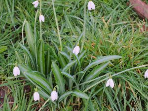 snowdrops on the lawn