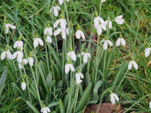snowdrops on the lawn