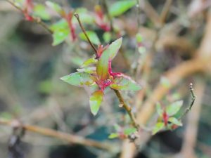 Fuchsia gracilis