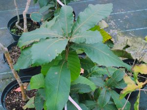 Quercus insignis (grafted plant)