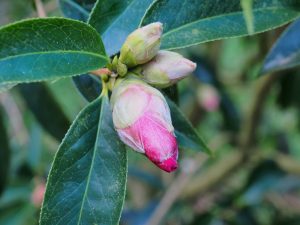 Camellia reticulata ‘Captain Rawes’