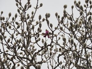 Magnolia ‘Bishop Peter’