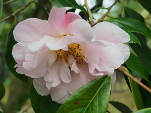 Camellia ‘Salutation’