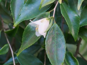 Camellia sinensis