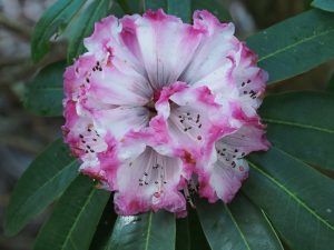 rhododendron hybrid