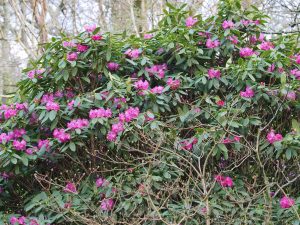 Rhododendron rireii