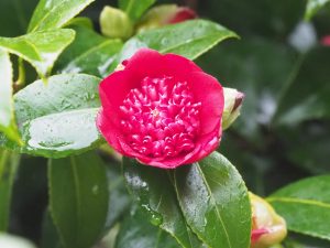 Camellia ‘Bobs Tinsie’