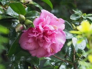 Camellia x williamsii ‘Caerhays’