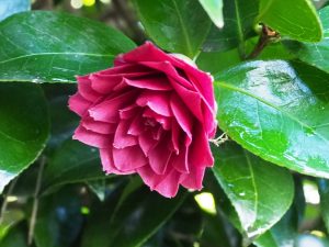 Camellia ‘Black Lace’