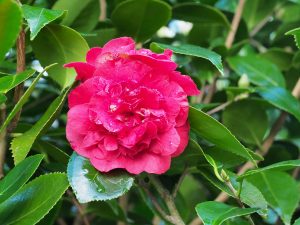 Camellia ‘Dr Burnside’