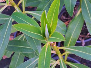 Euphorbia x pasturi