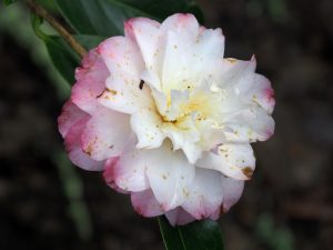 Camellia ‘China Doll’