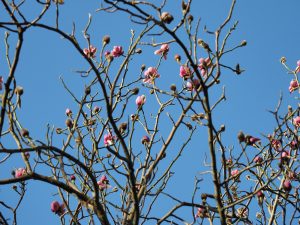 Magnolia mollicomata seedling