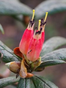 Rhododendron spinuliferum