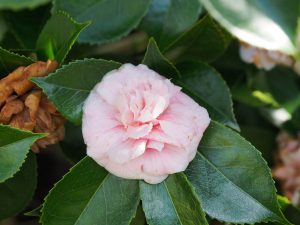 Camellia ‘Can Can’
