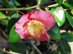 Camellia ‘Hiraethlyn’