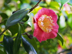 Camellia ‘Hiraethlyn’