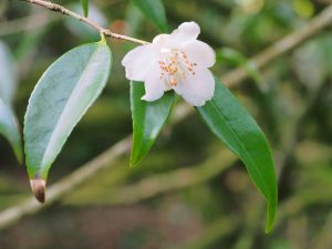Camellia tsai