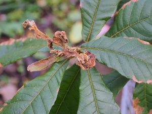 Quercus insignis