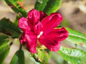 Rhododendron monosemanthum