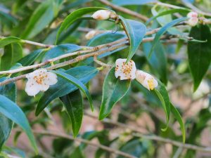 may be Camellia cuspidata