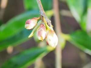 may be Camellia cuspidata