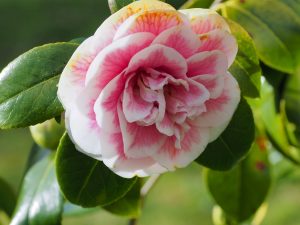 Camellia ‘Look Away’