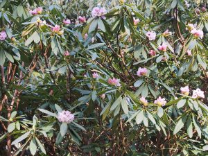 Rhododendron sutchuenense