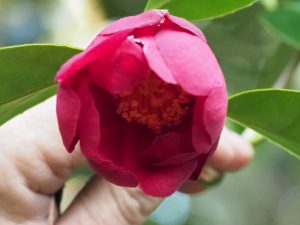 Camellia chekiangoleosa