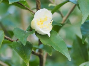 Camellia forrestii
