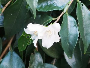 Camellia fraterna