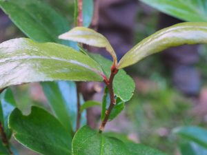 Camellia highnanensis
