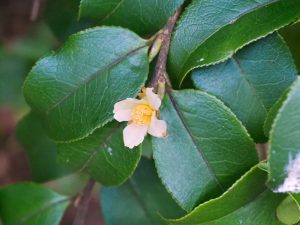 Camellia kissii