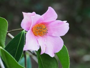 Camellia lapidea