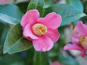 Camellia minor
