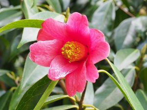 Camellia xylocarpa