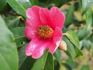 Camellia xylocarpa