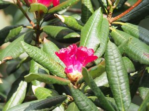 Rhododendron albotomentosum