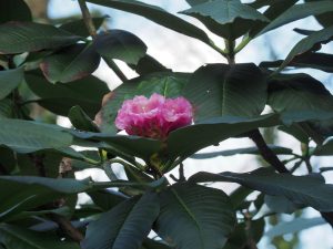 Rhododendron giganteum