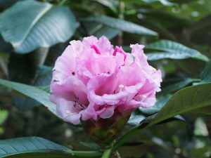 Rhododendron giganteum