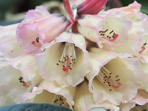 Rhododendron protistum x Rhododendron macabeanum