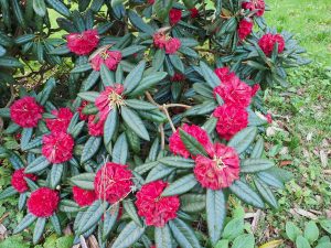 Rhododendron zeylanicum
