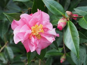 Camellia ‘Leonard Messel’
