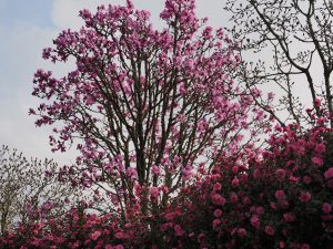 magnolia avenue above the Camellia ‘Donation’ hedge