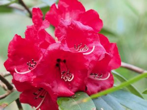 Rhododendron ‘Red Admiral’
