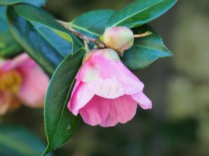 Camellia x Williamsii ‘Mary Jobson’