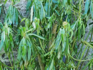 Euphorbia mellifera