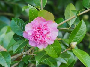 Camellia x williamsii ‘Elsie Jury’