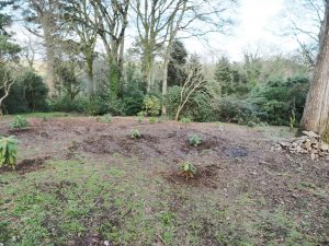 new rhododendron planting