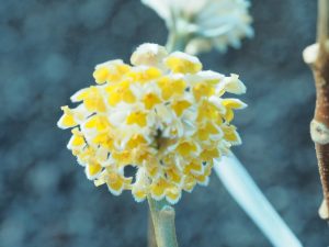 Edgewrthia chrysantha